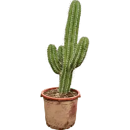 Polaskia chichipe | Laatste kans