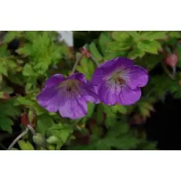 Korting - Geranium Azure Rush