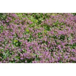 Bestseller | Geranium Karmina