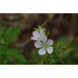 Vanaf nu beschikbaar - Geranium sylvaticum Album