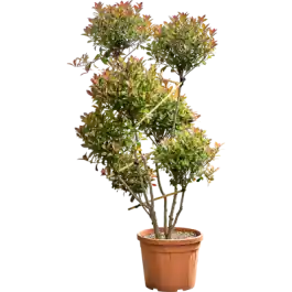 Zojuist toegevoegd - Photinia Red Robin - pon pon