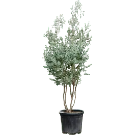 Makkelijk bestellen - Eucalyptus gunnii - meerstammig