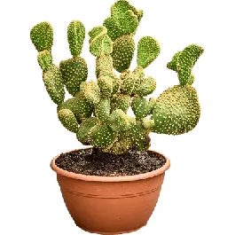 Bestseller | Opuntia Undulata
