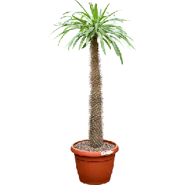Pachypodium lamerei | Nu kopen