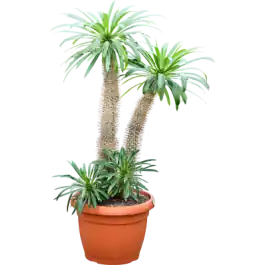Aanrader - Pachypodium lamerei - 2 stam