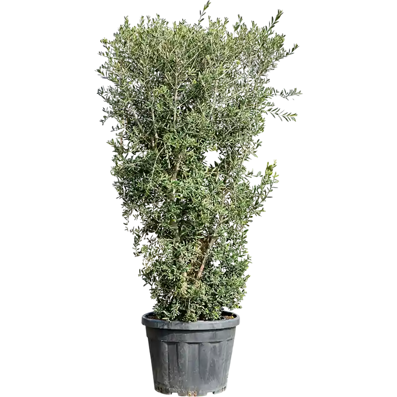 Olea europaea - bush - Net toegevoegd
