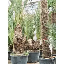 Phoenix dactylifera 2-stam | Speciale aanbieding