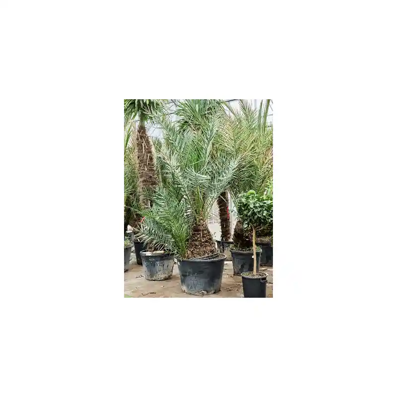 Phoenix dactylifera - Koop vandaag