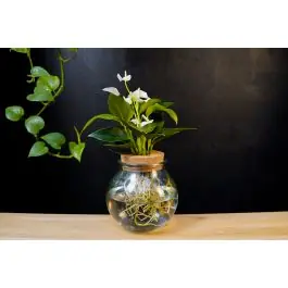 Anthurium Wit in bolglas | Uitverkoop