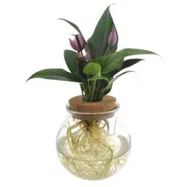 Rechtstreeks uit de fabriek - Anthurium Paars in bolglas