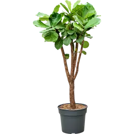 Veel gekozen | Ficus lyrata vertakt