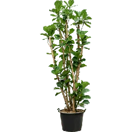 Beste prijs - Ficus lyrata vertakt