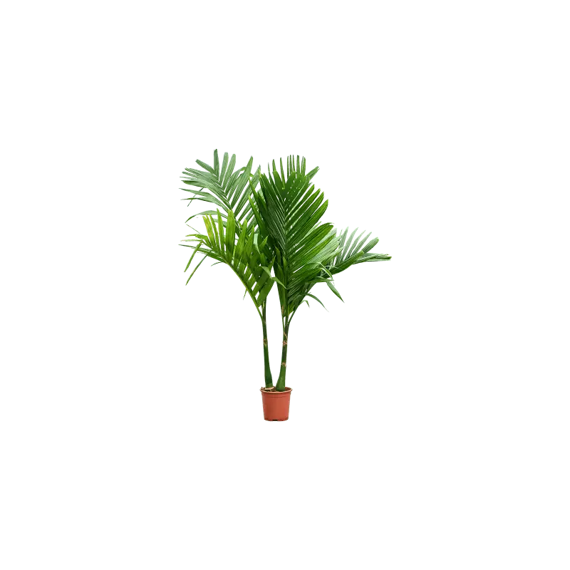 Fabrieksprijs | Areca catechu 2-stam