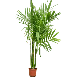 Flitsaanbieding - Areca catechu 4-stam