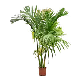 Areca catechu 5-stam | Trending