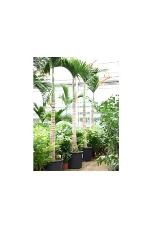 Zojuist toegevoegd - Areca catechu op stam