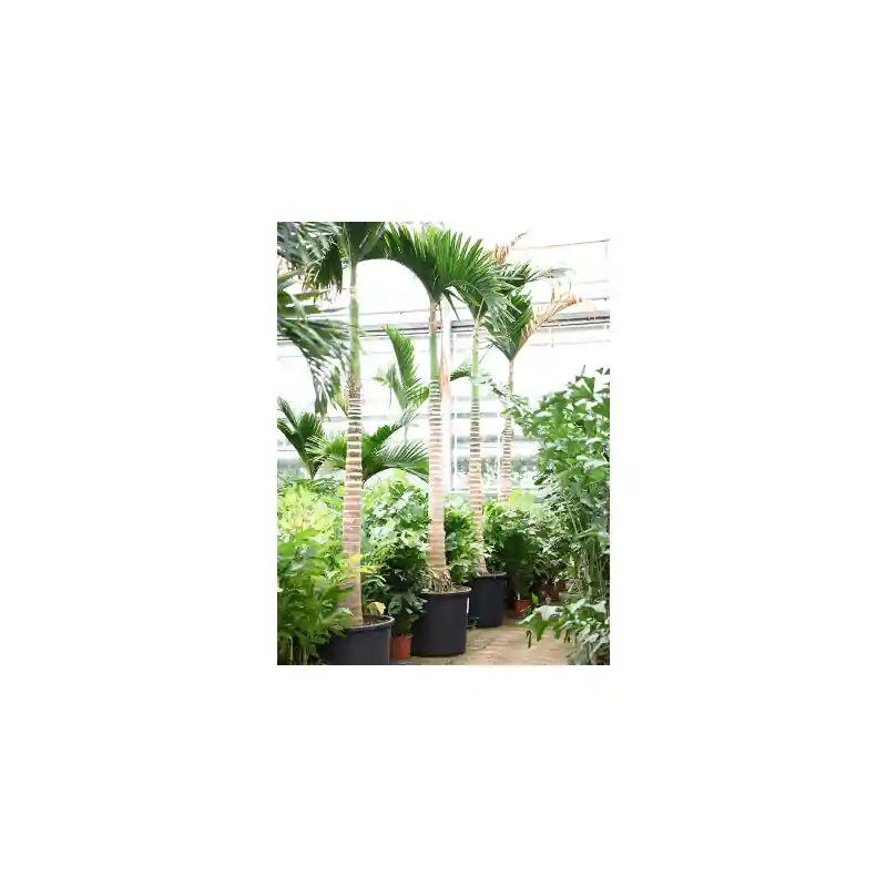 Zojuist toegevoegd - Areca catechu op stam