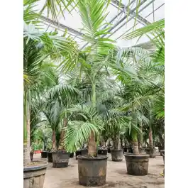 Scherpe prijs | Archontophoenix Alexandrae
