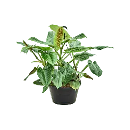 Philodendron Subhastatum | Nieuw in het assortiment