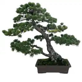 Deal - Pinus parviflora - bonsai XL