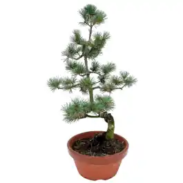 Verlaagde prijs - Pinus pentaphylla parviflora - bonsai