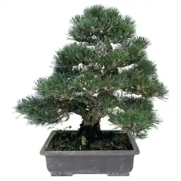 Pinus thunbergii Kotobuki - bonsai - Flitsaanbieding