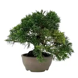 Wees er snel bij | Juniperus chinensis - bonsai