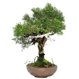 Net gelanceerd - Juniperus chinensis - bonsai