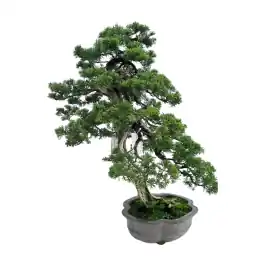 Juniperus chinensis - bonsai - Premiumkwaliteit