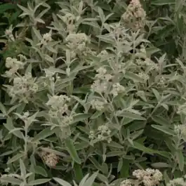 Nog enkele stuks | Buddleja Silver Anniversery
