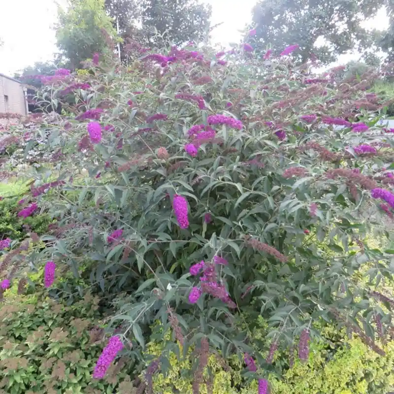 Extra korting | Buddleja Nanho Purple