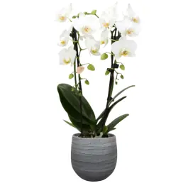 Orchidee Wit in Joyce Antraciet | Snelle verzending