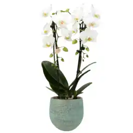 Nieuw in het assortiment - Orchidee Wit in Ryan Shiny Blue