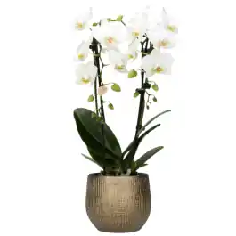 Orchidee Wit in Ryan Shiny Gold | Online kopen