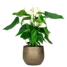 Meest verkocht | Anthurium Wit in Ryan Shiny Gold