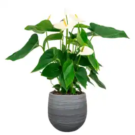 Anthurium Wit in Joyce Antraciet | Voordeelprijs