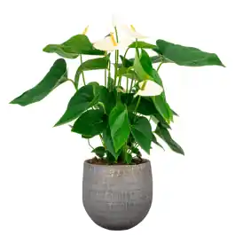 Professionele kwaliteit - Anthurium Wit in Renzo Shiny Grey
