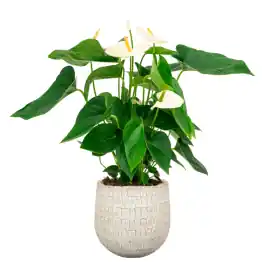 Pak je kans | Anthurium Wit in Renzo Sand