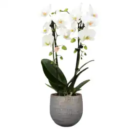 Voordelig | Orchidee Wit in Renzo Shiny Grey