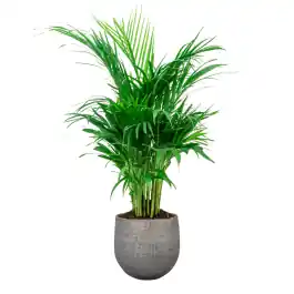Areca in Renzo Shiny Grey | Scherpe prijs