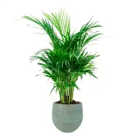 Direct beschikbaar - Areca in Ryan Shiny Blue
