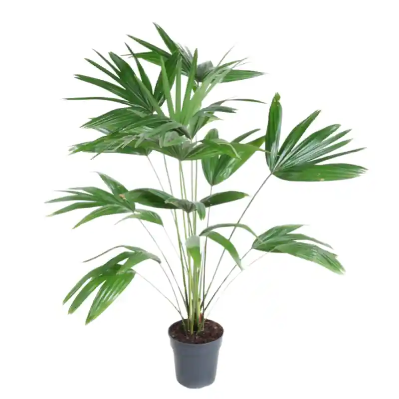 Topdeal | Livistona chinensis