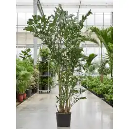 Caryota mitis | Wees er snel bij