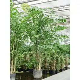 Aanbieding loopt bijna af | Caryota mitis