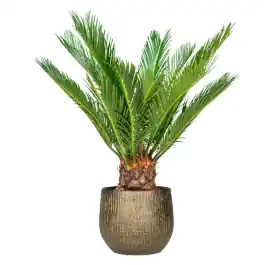 Bespaar meer - Cycas in Ryan Shiny Gold