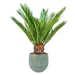 Cycas in Ryan Shiny Blue | Bestel vandaag