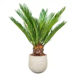 Cycas in Renzo sand | Voordelig