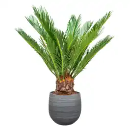 Nieuw | Cycas in Joyce Antraciet