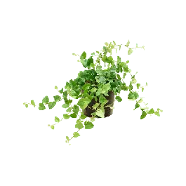 Extra korting | Ficus pumila Green Sunny
