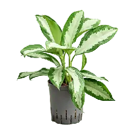 Sale | Aglaonema Diamond Bay